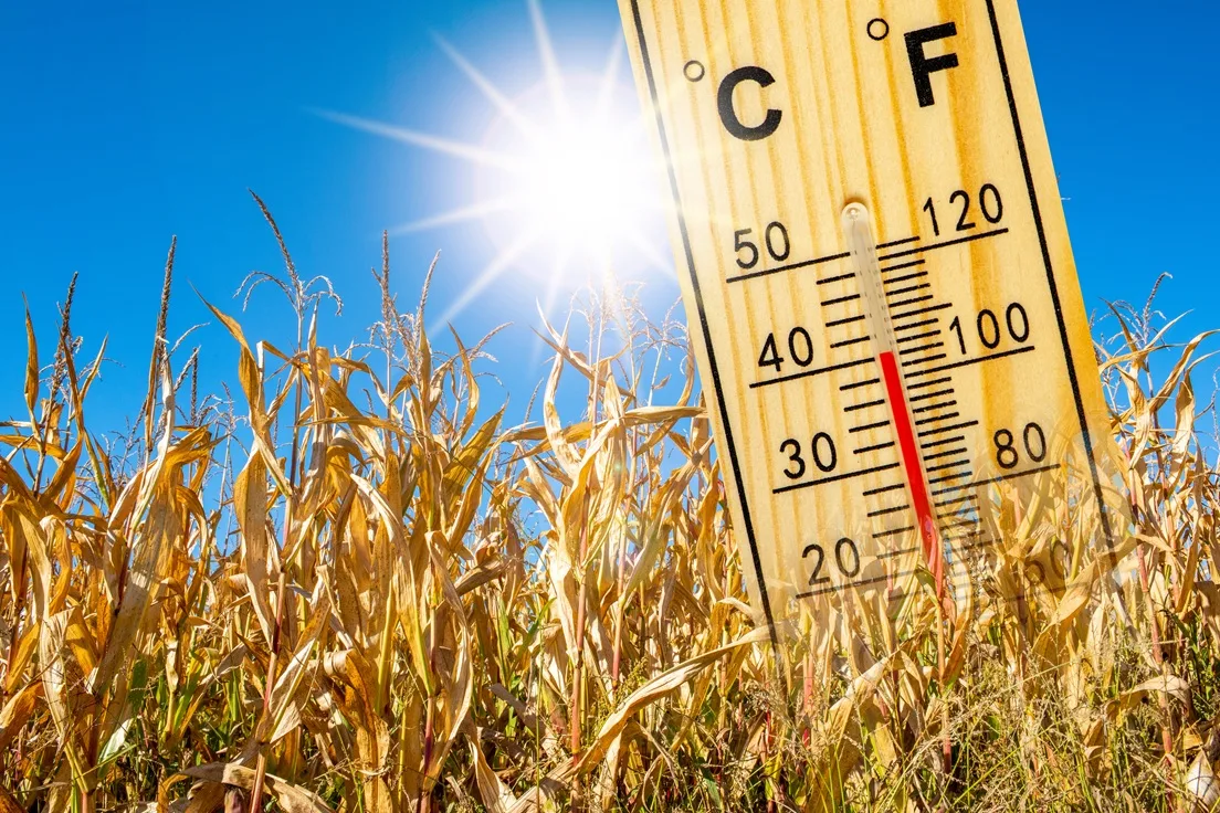 Canicule et entrepôts : quand la chaleur bouleverse la logistique